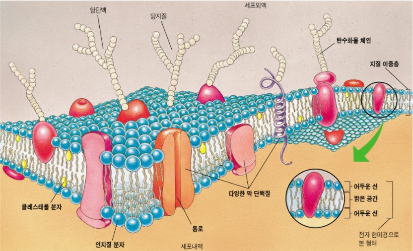 세포막구조